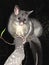 Brush tail possum