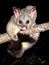 Brush tail possum