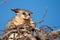 Brush tail possum in tree