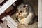 Brush tailed possum raccoon in Kangaroo Island