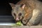 Brush tailed possum raccoon in Kangaroo Island