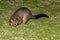 Brush tailed possum raccoon in Kangaroo Island