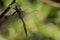 Brush-tipped Emerald Dragonfly