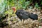 Brush Turkey