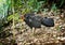 Brush Turkey