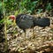 Brush Turkey