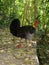 Brush Turkey