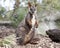 Brushed tailed rock wallaby