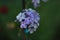 Brushes of flowers of paniculate phlox