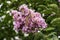 Brushes of pink flowers Crape Myrtle or Lagerstroemia close-up on a blurred background