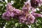 Brushes of pink flowers Crape Myrtle or Lagerstroemia close-up on a blurred background