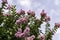 Brushes of pink flowers Crape Myrtle or Lagerstroemia close-up on a blurred background