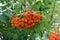 Brushes of red mountain ash in the garden. A tree of a ripe rowan in the autumn