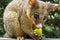 Brushtail possum eating apple