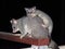 A Brushtail Possum With its Baby