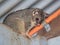 A Brushtail Possum on a Roof