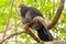 Brushturkey perching on a tree branch.