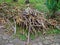 Brushwood on the ground. Work of landscaping services. Gardening. The cut branches are stacked before removal. Improvement of the