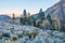 Brushy hillside with pines and aspen with sunlight hitting edge of hill