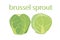 Brussel sprout vector