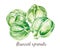 Brussel sprouts illustration. Hand drawn watercolor on white background.