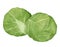 brussel sprouts watercolor illustration isolated element