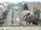 BRUSSELS, BELGIUM - Jul 28, 2012: A city feral pigeon gazing upon the open road in Brussels