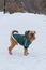 Brussels Griffin dog walks in winter