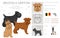 Brussels griffon clipart. Different coat colors and poses set