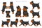 Brussels griffon clipart. Different coat colors and poses set