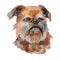 Brussels griffon dog portrait