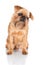 Brussels Griffon dog portrait