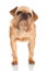 Brussels Griffon dog portrait