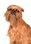 Brussels Griffon portrait