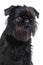 Brussels griffon portrait