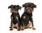 Brussels Griffon puppies sitting together