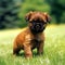 Brussels Griffon puppy standing on the green meadow in summer green field. Portrait of a cute Brussels Griffon pup standing on the