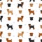 Brussels griffon seamless pattern. Different coat colors and poses set