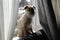 Brussels Griffon sitting on the window