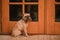 Brussels Griffon small breed dog sitting at back door with reflection in glass