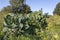 The Brussels sprout cabbage plant growing in organic permaculture garden