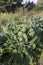 The Brussels sprout cabbage plant growing in organic permaculture garden