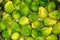 Brussels Sprouts in a Cooking Pot, Detail, horizontal