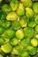 Brussels Sprouts in a Cooking Pot, Detail, vertical