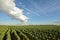 Brussels sprouts in the fields