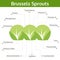 Brussels sprouts nutrient of facts and health benefits
