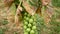 Brussels sprouts plant cabbages Brassica oleracea leaf vegetables bush harvest, winter form resistant frost garden farm field soil
