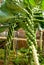 Brussels sprouts plants at vegetable garden.