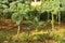 Brussels sprouts plants at vegetable garden.