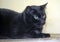 Brutal black shorthair cat